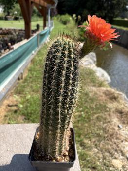 Preview: Echinopsis Hybr. orange/rot